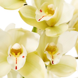 Click to enlarge image 1a-witte-cymbidium.jpg